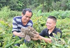 旱土荒地種黃精“綠”了產(chǎn)業(yè)、“富”了農(nóng)家