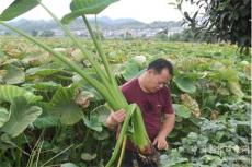 湖南攸縣寧家坪鎮(zhèn)鄉(xiāng)村振興項(xiàng)目水，澆艷富民產(chǎn)業(yè)花