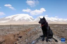 慕士塔格峰下的牧羊人