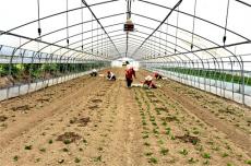 安徽廬江：“云上”種出珍稀菜 畝均產(chǎn)值3萬(wàn)元