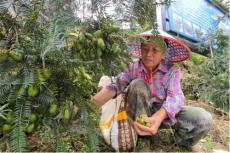 休寧縣鶴城鄉(xiāng)：高山生態(tài)香榧林?碩果累累掛滿枝