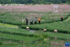 粉紅秋色別樣情