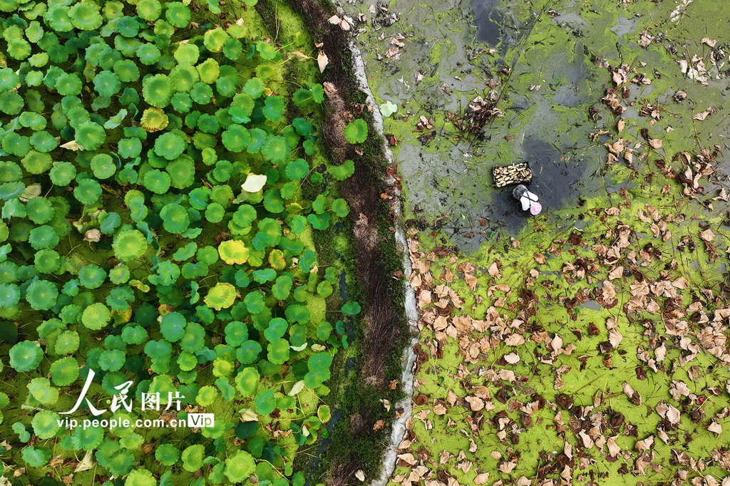 重慶黔江：秋日挖藕忙