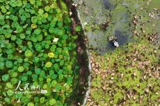 重慶黔江：秋日挖藕忙