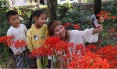 深山秋漸濃 彼岸花開美