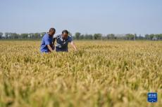 河北樂(lè)亭：鹽堿地上稻飄香