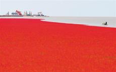 河海潤(rùn)底色——遼寧盤錦市生態(tài)保護(hù)一線掠影