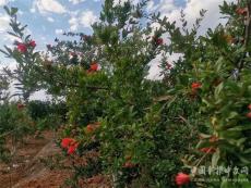 楚雄市子午鎮(zhèn)：石榴滿枝繪豐收 農(nóng)民致富甜心頭