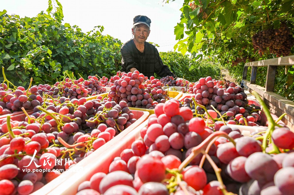 2023年9月19日，新疆昌吉回族自治州昌吉市三工鎮(zhèn)二工村葡萄種植基地，農(nóng)民在田間采摘、搬運、分揀、裝車，一派豐收景象。