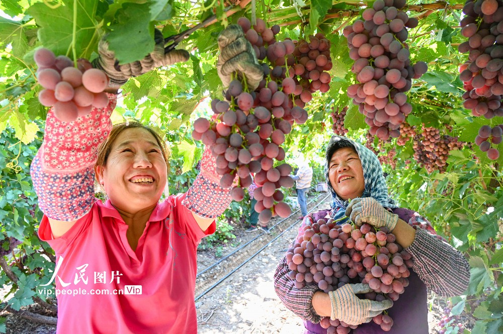 2023年9月19日，新疆昌吉回族自治州昌吉市三工鎮(zhèn)二工村葡萄種植基地，農(nóng)民在田間采摘、搬運、分揀、裝車，一派豐收景象。