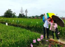 安徽廬江：水稻科學(xué)殺蟲