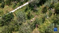 貴州威寧：高山蘋果采收忙