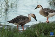河北北戴河：生態(tài)“筑巢”鳥(niǎo)兒舞翩躚