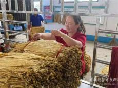 湖南宜章縣黃沙鎮(zhèn)超額完成烤煙收購(gòu)任務(wù)