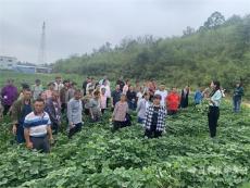 湖南寧遠(yuǎn)縣開(kāi)展特色紅薯高產(chǎn)高效栽培技術(shù)培訓(xùn)班