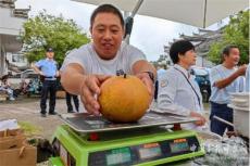 安徽休寧：?jiǎn)蝹€(gè)“梨王”三斤重！游人打卡“梨”不開(kāi)