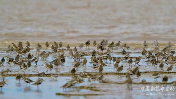 候鳥天堂——條子泥濕地。 李東明攝