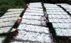 安徽廬江：手工米面 俏銷四方