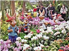 臺設(shè)計(jì)師變身花農(nóng) 赴滇建“蘭花王國”