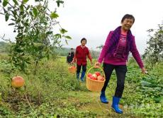 安徽廬江：寒露秋濃 石榴似火