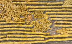 單產(chǎn)提升、以豐補(bǔ)歉、播種有序——河北秋收秋種一線見聞