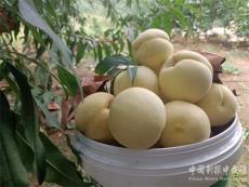 金秋十月 讓人“桃”醉！湖南新寧白馬田村的冬桃熟了