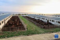 甘肅平?jīng)觯和跐撛鲂Ъ涌旖?jīng)濟(jì)發(fā)展