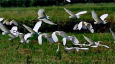 “世界護(hù)鳥日”新寧護(hù)鳥營一直為“千年鳥道”堅(jiān)持宣傳