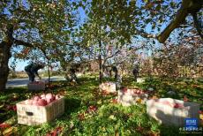 陜西洛川蘋(píng)果豐收上市