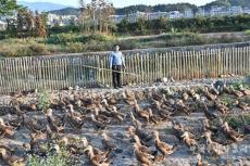 湖南隆回縣金鴻種養(yǎng)專(zhuān)業(yè)合作社生態(tài)養(yǎng)殖增效