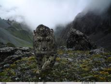 四川臥龍：連續(xù)6年監(jiān)測(cè)首次公布雪豹種群數(shù)量超46只