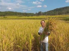 迎春鎮(zhèn)：“煙稻輪作”促農(nóng)戶(hù)守牢 米袋子充盈“錢(qián)袋子”