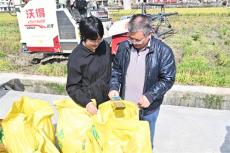 湖南隆回：再生稻再創(chuàng)新高??再生季畝產(chǎn)達562.2公斤