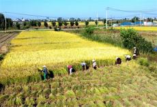 特色稻米香四方