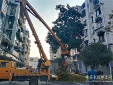 休寧縣蘿寧社區(qū)：處理危樹，為居民消除安全隱患