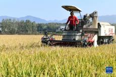秋糧收獲進入尾聲 全年糧食產量有望再創(chuàng)新高