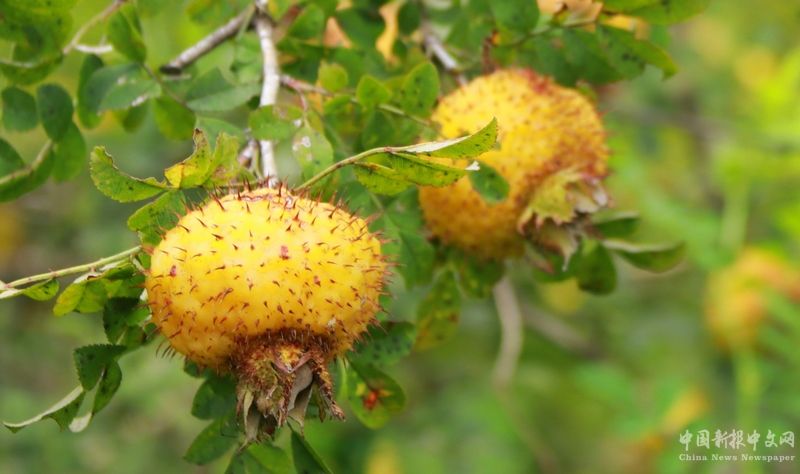 成熟的刺梨。黃梅梅攝