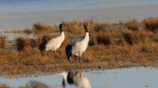 云南大山包自然保護(hù)區(qū)迎來今年首批越冬黑頸鶴