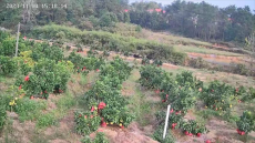 殘疾人黃民財(cái)雪峰蜜桔節(jié)直播兩次昏倒? 因?yàn)閻?，所以?jiān)持