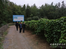 “甜甜羅漢果”富了產(chǎn)業(yè)，美了生活