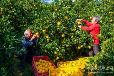 新寧臍橙豐收采摘忙