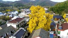 安徽廬江：千年銀杏樹 金黃一片天