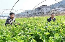 隆回縣麻塘山鄉(xiāng)特色種植實現(xiàn)農民増收