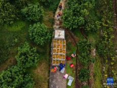 重慶開(kāi)州：柑橘產(chǎn)業(yè)助力強(qiáng)村富民