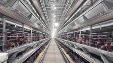 山東巨野：小雞蛋成推動(dòng)鄉(xiāng)村振興大產(chǎn)業(yè)