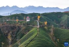 湖北鶴峰：鄉(xiāng)村茶園振興新畫卷