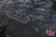 十年禁漁看長(zhǎng)江 珍稀特有魚(yú)類從這里回歸長(zhǎng)江