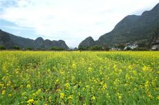 全國(guó)油菜花開最早的地方——貴州興義萬(wàn)峰林