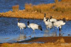 保護(hù)效果明顯 云南大山包黑頸鶴數(shù)量再創(chuàng)歷史新高