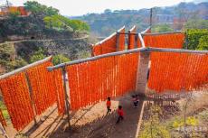 陜西富平：干“柿”業(yè) 發(fā)“羊”財